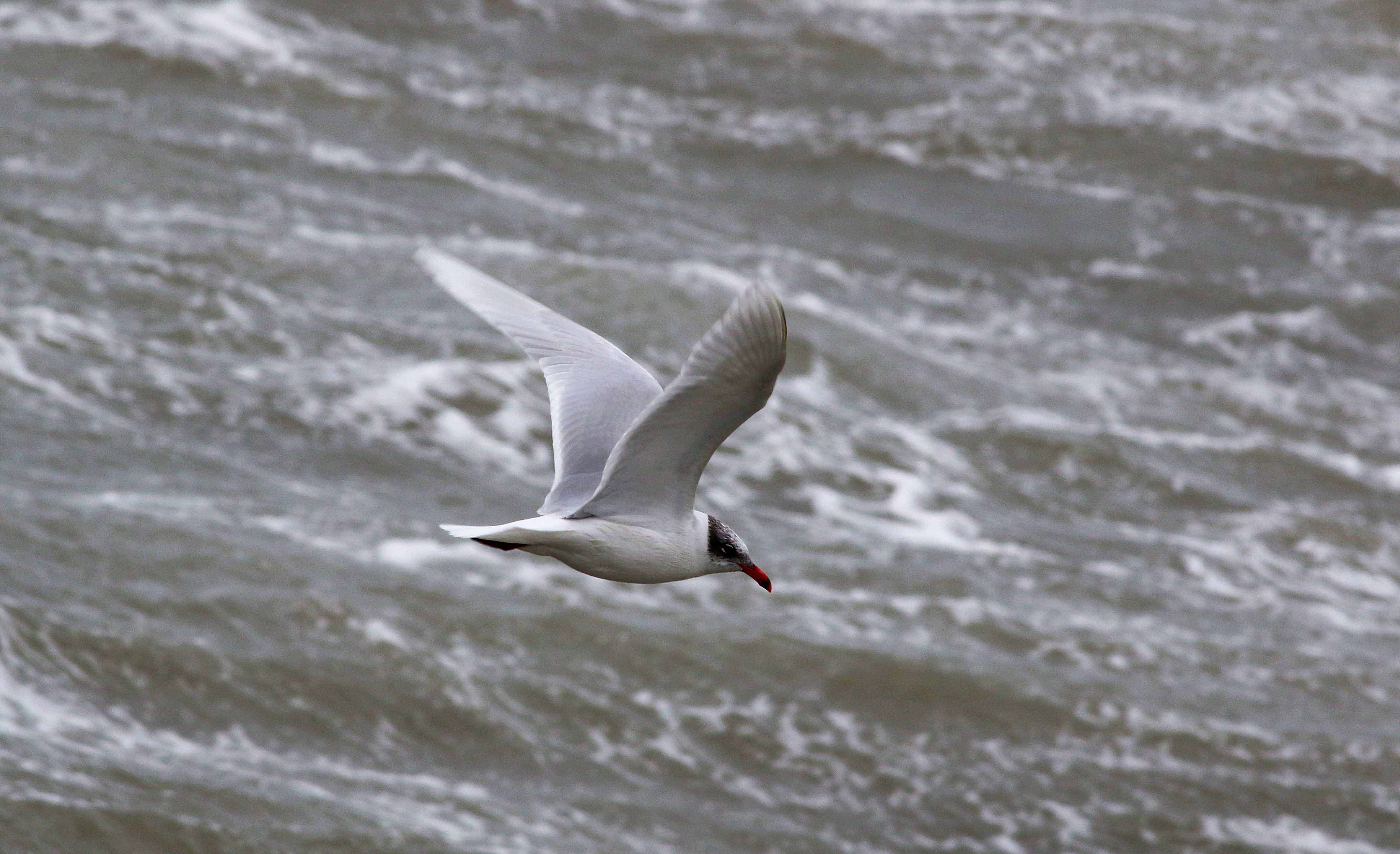Black-headed Gull